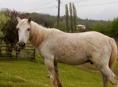 Продаётся лошадь