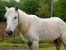 Продаётся лошадь