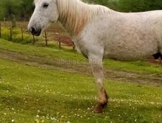 Продаётся лошадь