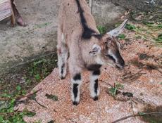 Продам козу и козлёнка