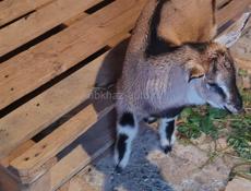 Продам козу и козлёнка