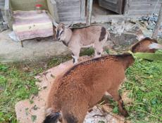Продам козу и козлёнка