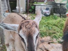 Продам козу и козлёнка