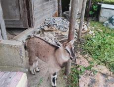 Продам козу и козлёнка