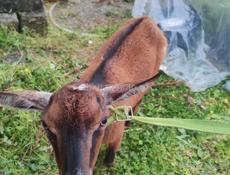 Продам козу и козлёнка