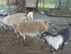 Продаю коз цена договорная есть мальчики есть девочки 