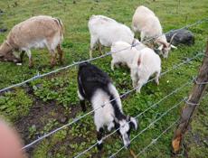 Продаю коз цена договорная есть мальчики есть девочки 