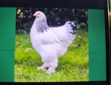 Куплю яйца или циплят породы брама