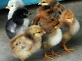 Цеплята 