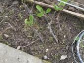 Саженцы инжира