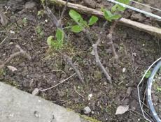 Саженцы инжира