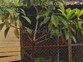 Мушмула 3-4 летние!