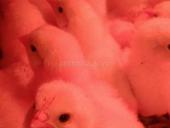 Цыплята бройлеры