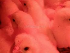 Цыплята бройлеры