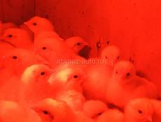 Цыплята бройлеры