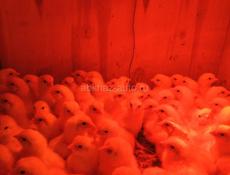 Цыплята бройлеры