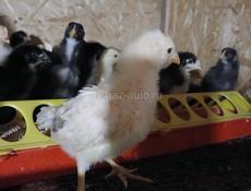 Продаются цыплята мясо яичной 18 дней