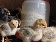 Продаются цыплята мясо яичной породы 10дней
