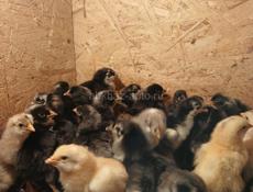 Продаются цыплята мясо яичной породы 4 дня