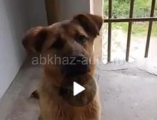 Если именно Вы потеряли своего любимого питомца и узнали его на фото, то звоните 