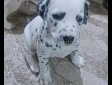 ЩЕНКИ ДОЛМАТИНЦА 