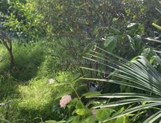 Дом в Цандрыпше