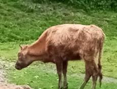 Продам телку