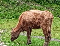 Продам телку