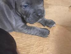 чистокровные Кане-корсо