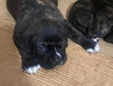 чистокровные Кане-корсо