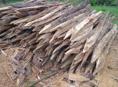 Колышки из акации Сухум