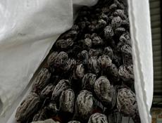 В большом количестве Сушка 