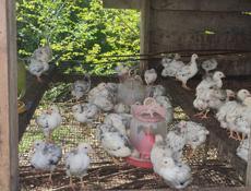 Продаю цыплят петушков им месяц и неделя 