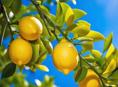 Лимоны домашние 