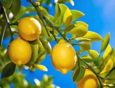 Лимоны домашние 