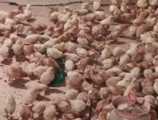 Продаю цыплят несушек им 10 дней 