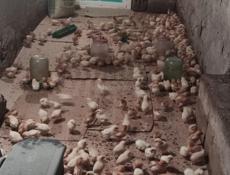 Продаю цыплят несушек им 10 дней 