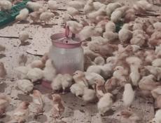 Продаю цыплят несушек им 10 дней 