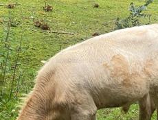 Придаётся бычок! 