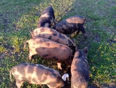 продаются поросята 