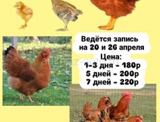 Редбро мясояичные цыплята 