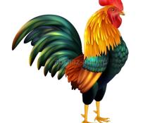 Петухи 4шт