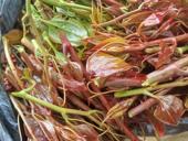 Колючка продаю.