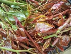 Колючка продаю.