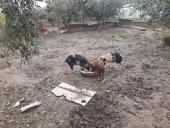 поросято 4 мс 3500