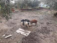 поросято 4 мс 3500