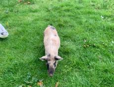 Продам кабанчика