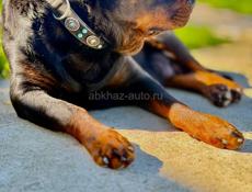 Королевский Ротвейлер