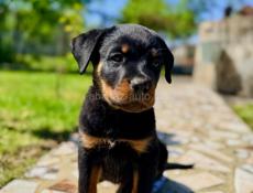 Королевский Ротвейлер