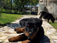 Королевский Ротвейлер